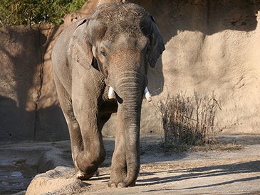 St. Louis Zoo