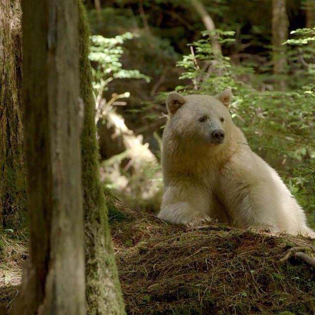 Great Bear Rainforest